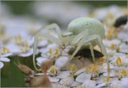 <p>BĚŽNÍK KOPRETINOVÝ (Misumena vatia) ----- /species of crab spider - Veränderliche Krabbenspinne/</p>